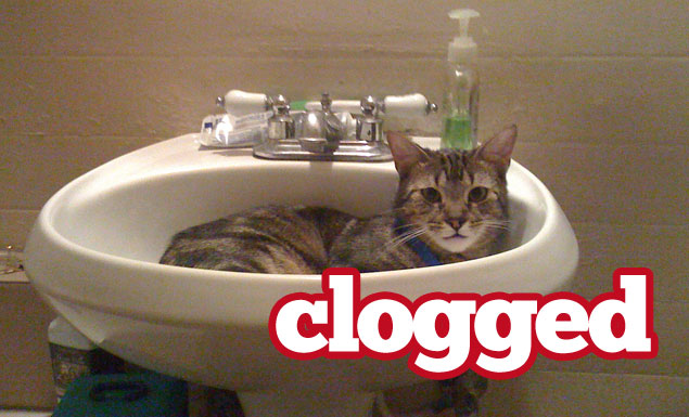 Aww, kitty clogged the drain