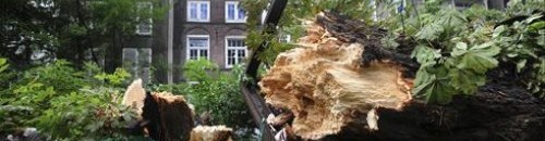 annefranktree0823